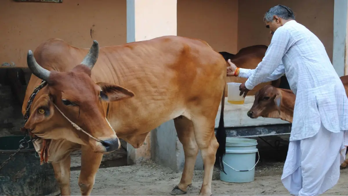 Cow urine at Rs. 10 per litre!